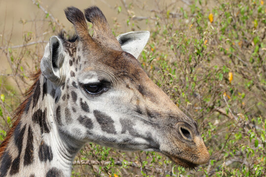 portrait picture of a giraffe in Maasai Mara NP