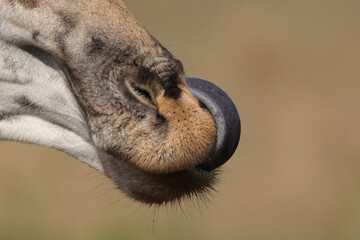 close-up picture of a giraffe tongue © Marcel