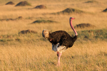 a male ostrich in early morning light in the savannah of Maasai Mara NP