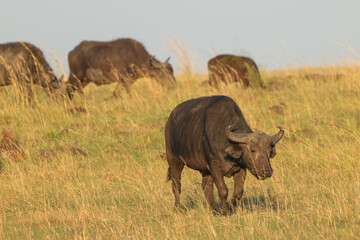african buffalo in the savannah of Maasai Mara NP