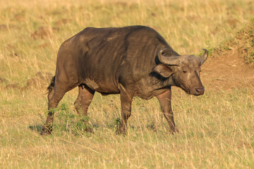 Obraz premium african buffalo in early morning light in Maasa Mara NP