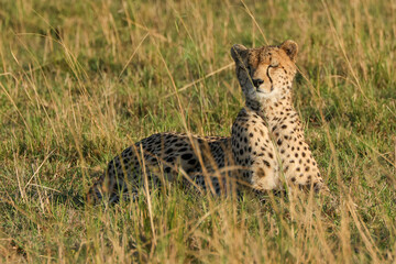 a cheetah in the grass of Maasai Mara NP
