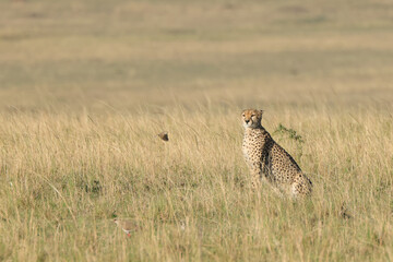 a cheetah in the grass of Maasai Mara NP