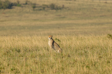 a cheetah in the grass of Maasai Mara NP
