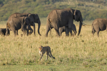a single cheetah walks in the savannah of Maasai Mara NP with elephants in background