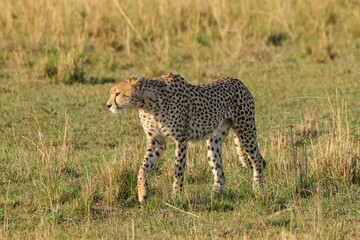 a wild cheetah in the savannah of Maasai Mara NP, Kenya