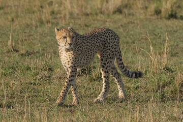 a single cheetah wanders in the savannah of Maasai Mara NP