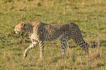 a single cheetah wanders in the savannah of Maasai Mara NP