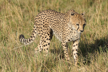 a wild cheetah in the savannah of Maasai Mara NP, Kenya