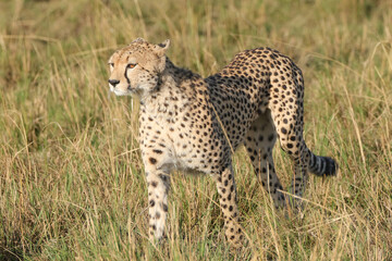 a wild cheetah in the savannah of Maasai Mara NP, Kenya