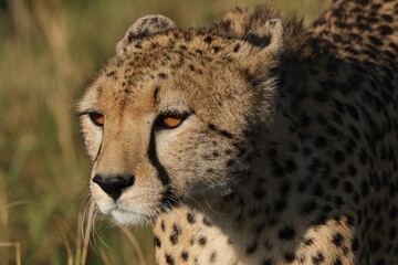 portrait picture of a cheetah head in Maasai Mara NP