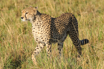 a single cheetah wanders in the savannah of Maasai Mara NP