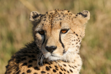 close-up picture of the face of a cheetah
