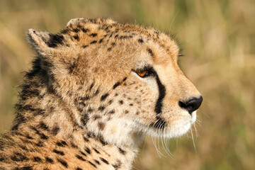 portrait picture of a cheetah head in Maasai Mara NP