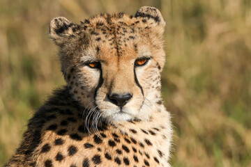 close-up picture of the face of a cheetah