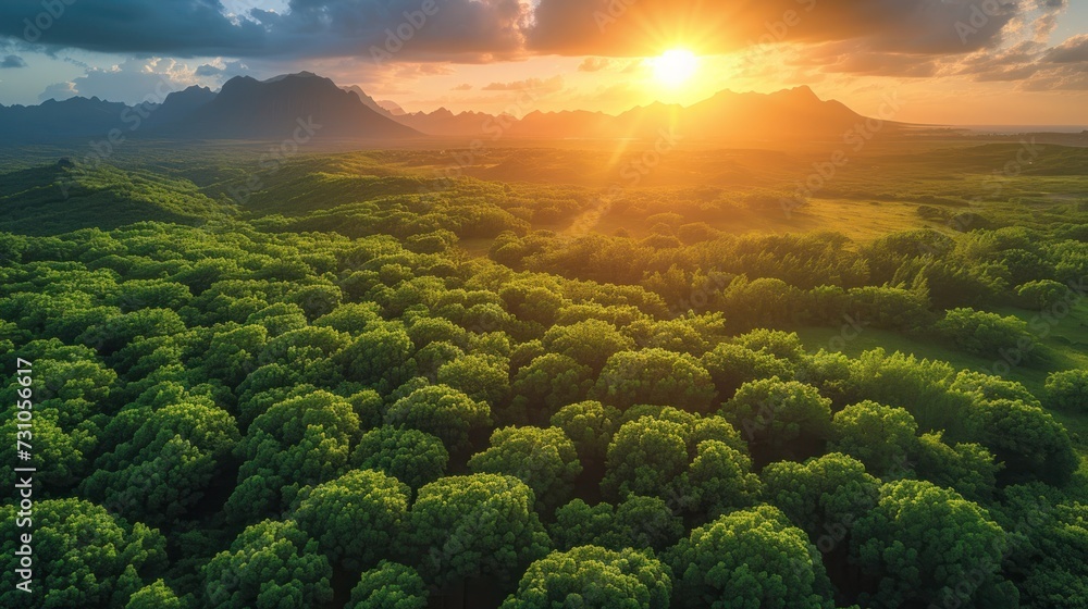 Poster an aerial view of a forest with the sun setting in the background and clouds in the sky over the tre