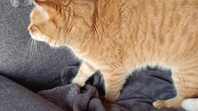 chat tigr&eacute; faisant aller ses pattes sur une couverture	