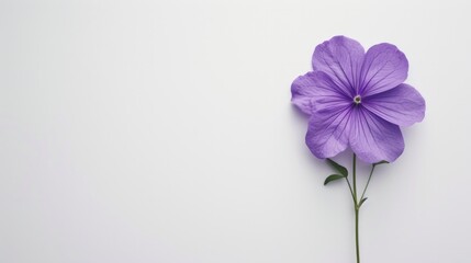 A flat lay arrangement features a purple flower against a white background, offering ample copy...