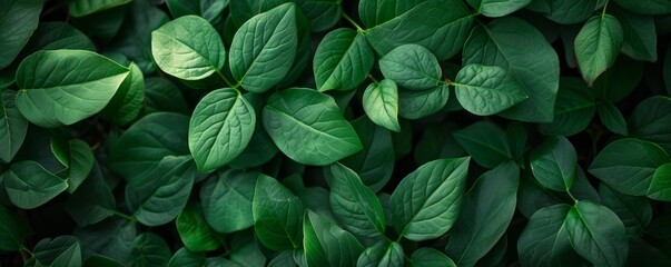 An illustration featuring a full-frame shot of fresh green leaves, creating a natural and vibrant background reminiscent of nature's beauty.