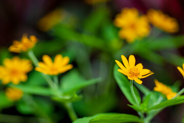 Beautiful background from yellow flowers on blurred background.