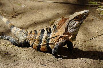 Green iguana (Iguana iguana), also known as the American iguana, Iguanidae family. Costa Rica.