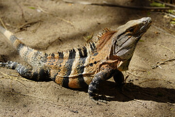 Green iguana (Iguana iguana), also known as the American iguana, Iguanidae family. Costa Rica.