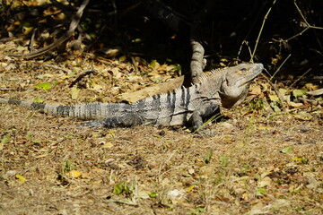 Green iguana (Iguana iguana), also known as the American iguana, Iguanidae family. Costa Rica.
