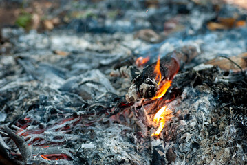 Close up of the pile of vines. After the burning of the log on blurred background.