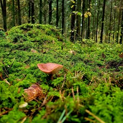 mushroom in the forest