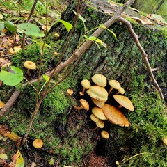 mushrooms in the forest