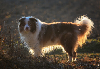 Beautiful brown and white merle Border Collie dog with striking blue eyes and canine Epilepsy is...