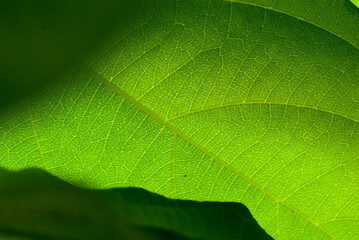The green tone background from the close-up of the leaves is used in media, advertising, related to the forest, freshness, humidity.