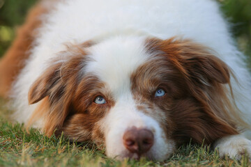Overweight brown and white merle Border Collie dog with striking blue eyes and canine Epilepsy is laying lazy in the gras and looking into the camera
