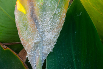 Close-up of a group of tobacco whitefly (Scientific name Bemisia tabaci (Gennadius) clinging to and...