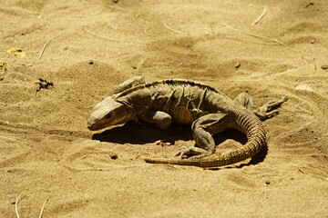 Green iguana (Iguana iguana), also known as the American iguana, Iguanidae family. Costa Rica.