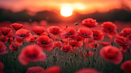 a field full of red flowers with the sun setting in the distance in the distance in the distance is a field of grass with red flowers in the foreground.