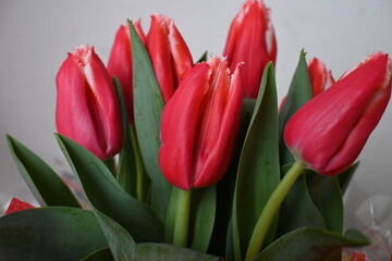 Fototapeta premium Tulipani rossi