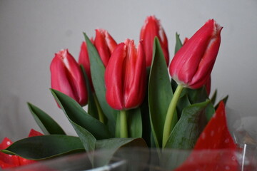 Fototapeta premium Tulipai rossi