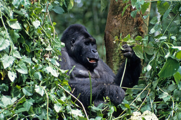 Gorille des montagnes, Gorilla beringei beringei, République démocratique du Congo
