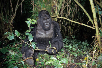 Gorille des montagnes, Gorilla beringei beringei, République démocratique du Congo