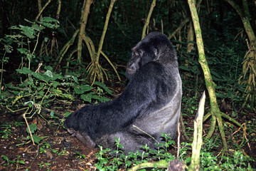 Gorille des montagnes, Gorilla beringei beringei, République démocratique du Congo