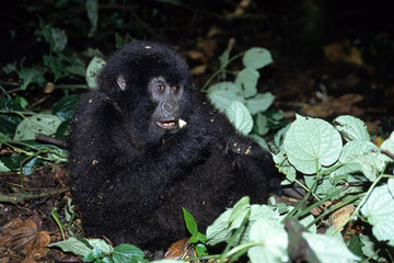Gorille des montagnes, Gorilla beringei beringei, République démocratique du Congo