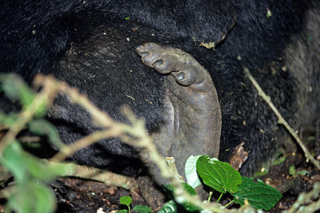 Gorille des montagnes, Gorilla beringei beringei, République démocratique du Congo