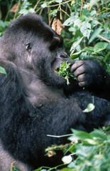 Gorille des montagnes, Gorilla beringei beringei, République démocratique du Congo