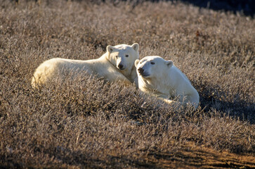 Ours blanc, Thalassarctos maritimus, Churchill , Canada