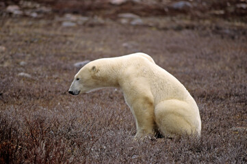 Ours blanc, Thalassarctos maritimus, Churchill , Canada