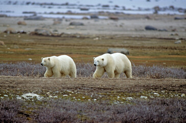 Ours blanc, Thalassarctos maritimus, Churchill , Canada