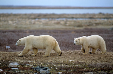 Ours blanc, Thalassarctos maritimus, Churchill , Canada