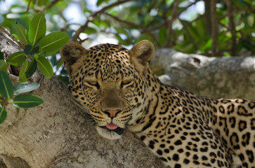 Léopard, Panthera pardus, Afrique de l'Est