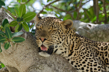 Léopard, Panthera pardus, Afrique de l'Est
